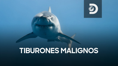 Tiburones malignos