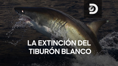 La extinción del tiburón blanco