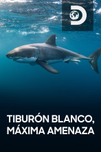 Tiburón blanco, máxima amenaza