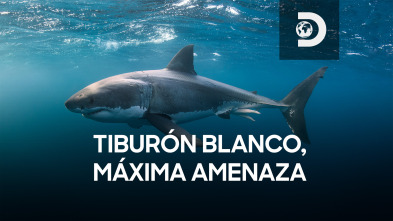 Tiburón blanco, máxima amenaza