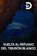 Vuelta al refugio del tiburón blanco