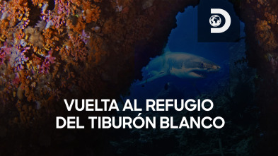 Vuelta al refugio del tiburón blanco