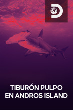 Tiburón pulpo en Andros Island