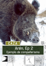 Aren (T1): Aren, ejemplo de compañerismo