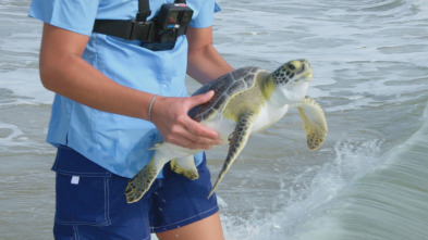 La magia de Animal...: Tortugas marinas SOS
