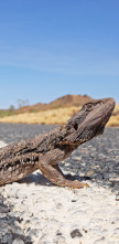 Coyote Peterson en lo salvaje 