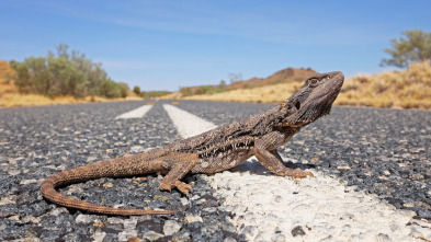 Coyote Peterson en lo salvaje 