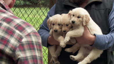 El increíble doctor Pol: Control de Cachorros