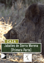 Jabalíes de Sierra Morena, 1ª parte