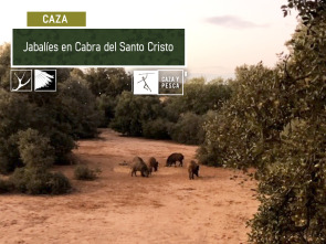 Jabalíes en Cabra del Santo Cristo