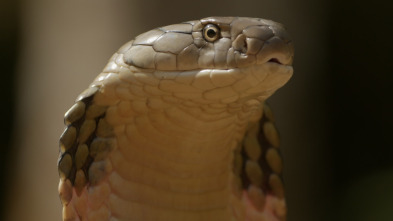 Serpientes de leyenda: Cobras