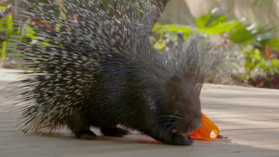 Los secretos del zoo:...: El rastro de un erizo