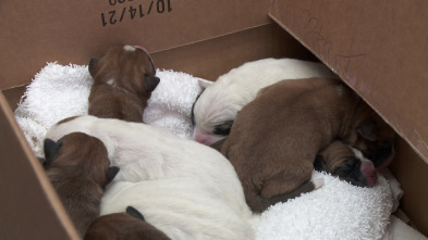 El increíble doctor Pol: Cachorros a raudales