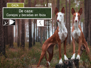 De caza:  Conejos y becadas en Ibiza