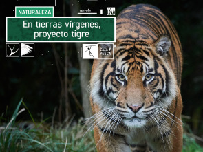 En tierras vírgenes. Proyecto tigre