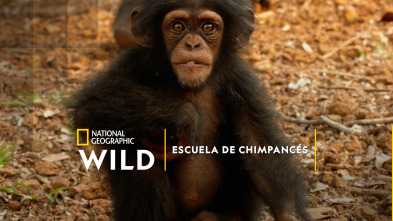 Escuela de chimpancés