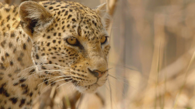 Cazadores de África: El leopardo hambriento
