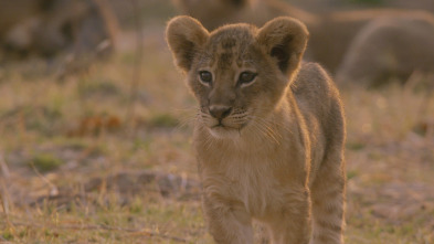 Cazadores de África: Lazos de sangre