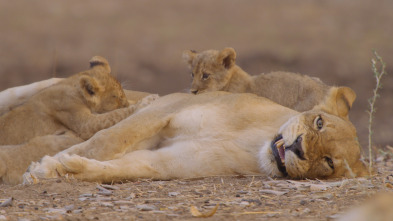 Cazadores de África: El inadaptado