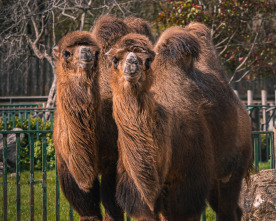 One Zoo Three: Parejas perfectas