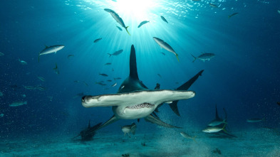 Planeta tiburón: Viajeros del océano