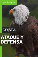 Ataque y defensa 