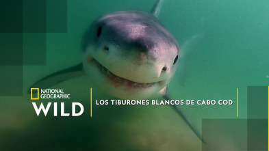 Los tiburones blancos de Cabo Cod