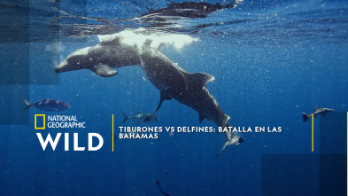 Tiburones vs delfines: batalla en las Bahamas