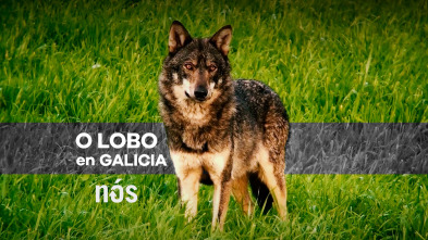 O lobo en Galicia, ameaza ou patrimonio