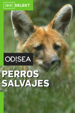 Perros salvajes 