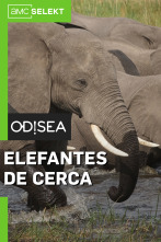 Elefantes de cerca: Gigantes gentiles