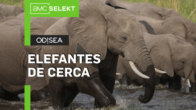 Elefantes de cerca: Gigantes gentiles