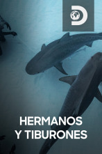 Hermanos y tiburones