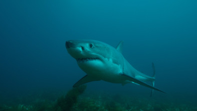 Hermanos y tiburones