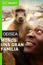 Monos: una gran familia: África