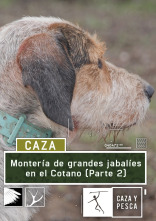 Montería de grandes jabalíes en el Cotano. 2ª parte