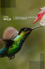 Costa Rica, el efecto de los colibríes