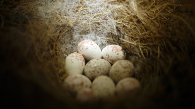 Misterios de la...: Huevos indescifrables