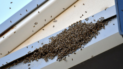 Misterios de la...: Enjambre de abejas en Times Square