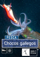 Chocos gallegos