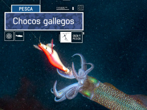 Chocos gallegos