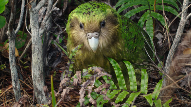 Dinosaurios modernos: El kakapo/ un loro muy peculiar