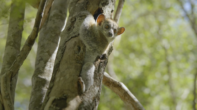 El mundo invisible de...: El baobab (Madagascar)