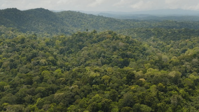 El mundo invisible de...: La ceiba (Guayana Francesa)