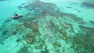 Australia: La Gran...: Los corales