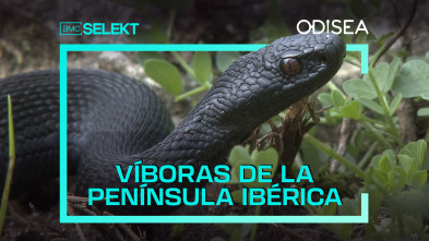 Víboras de la península ibérica