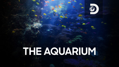 The Aquarium (T1): Ep.10