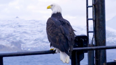 Pesca radical, Season 18: Donde las águilas desafían