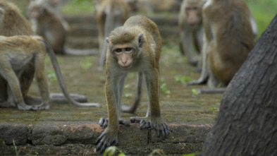 Monkey City, Season 1: Aquí están los dragones