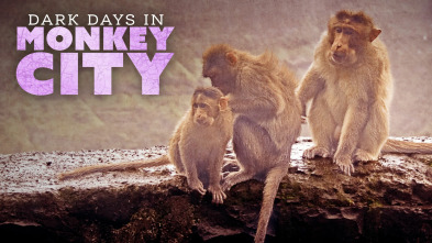 Monkey City, Season 1 